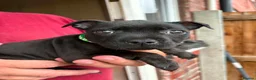 Staffordshire Bull Terrier dogs for sale: Kc reg Staffordshire bull terrier pups  in Leeds - Advert 4