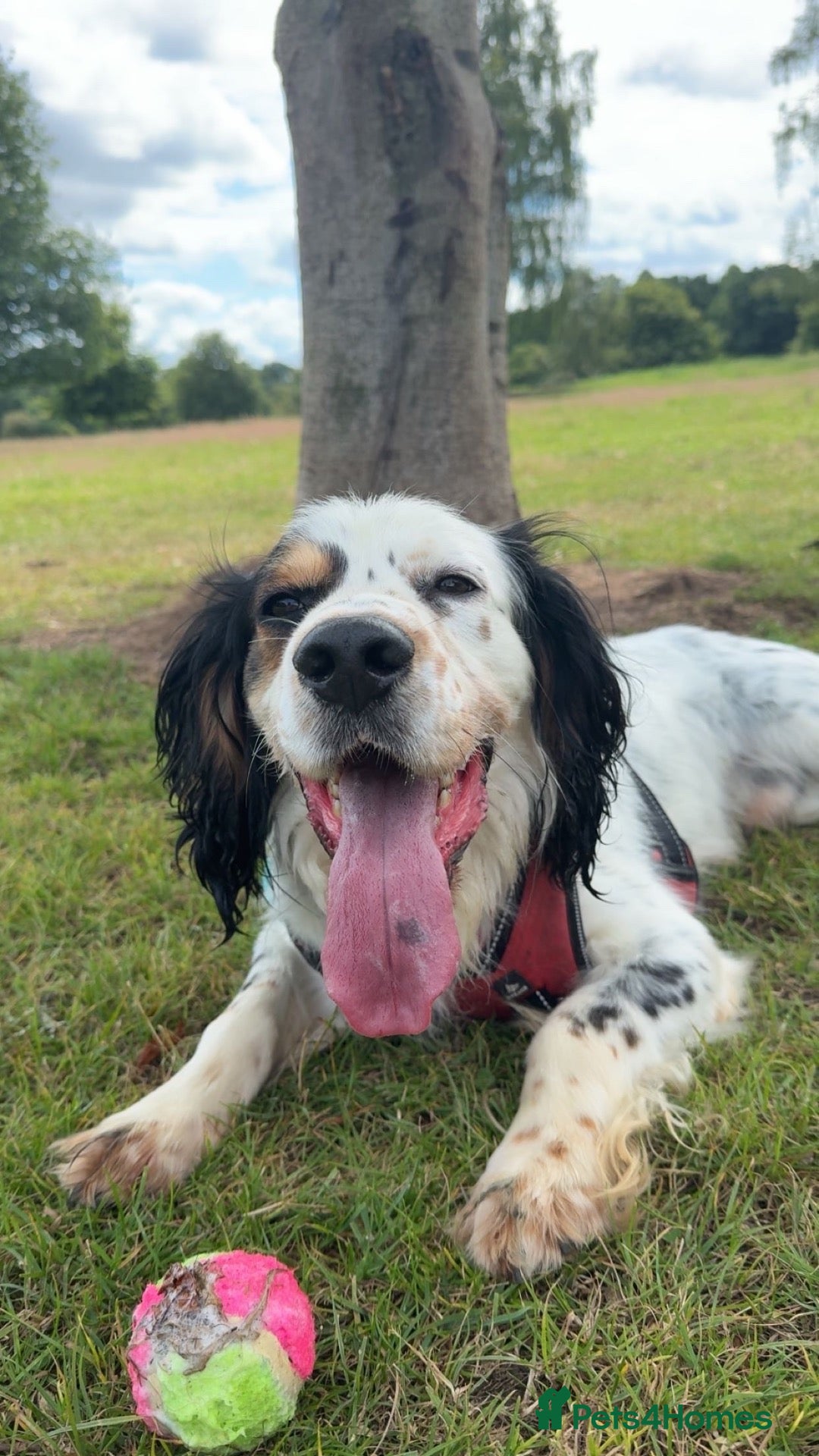Cocker Spaniel dogs Cocker spaniel for stud  - Advert 8