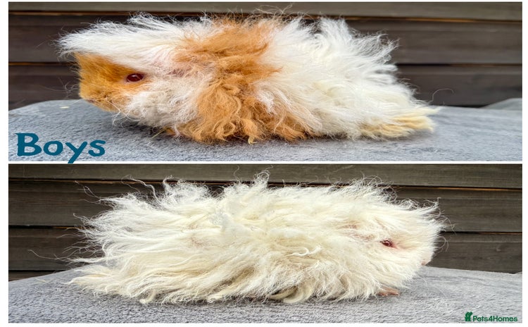 Guinea Pig rodents - Advert 1