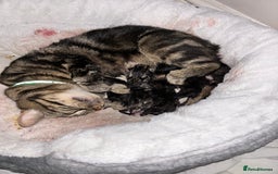 Mixed Breed cats for sale: Mixed breed kittens x 4 - Image 2