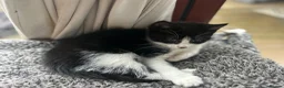 Mixed Breed cats for sale: Sweet friendly kitten   - Advert 22