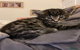 Mixed Breed cats for sale: 1x spotty boy and X3 tabby girls  - Image 1