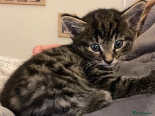 Mixed Breed cats - Advert 39