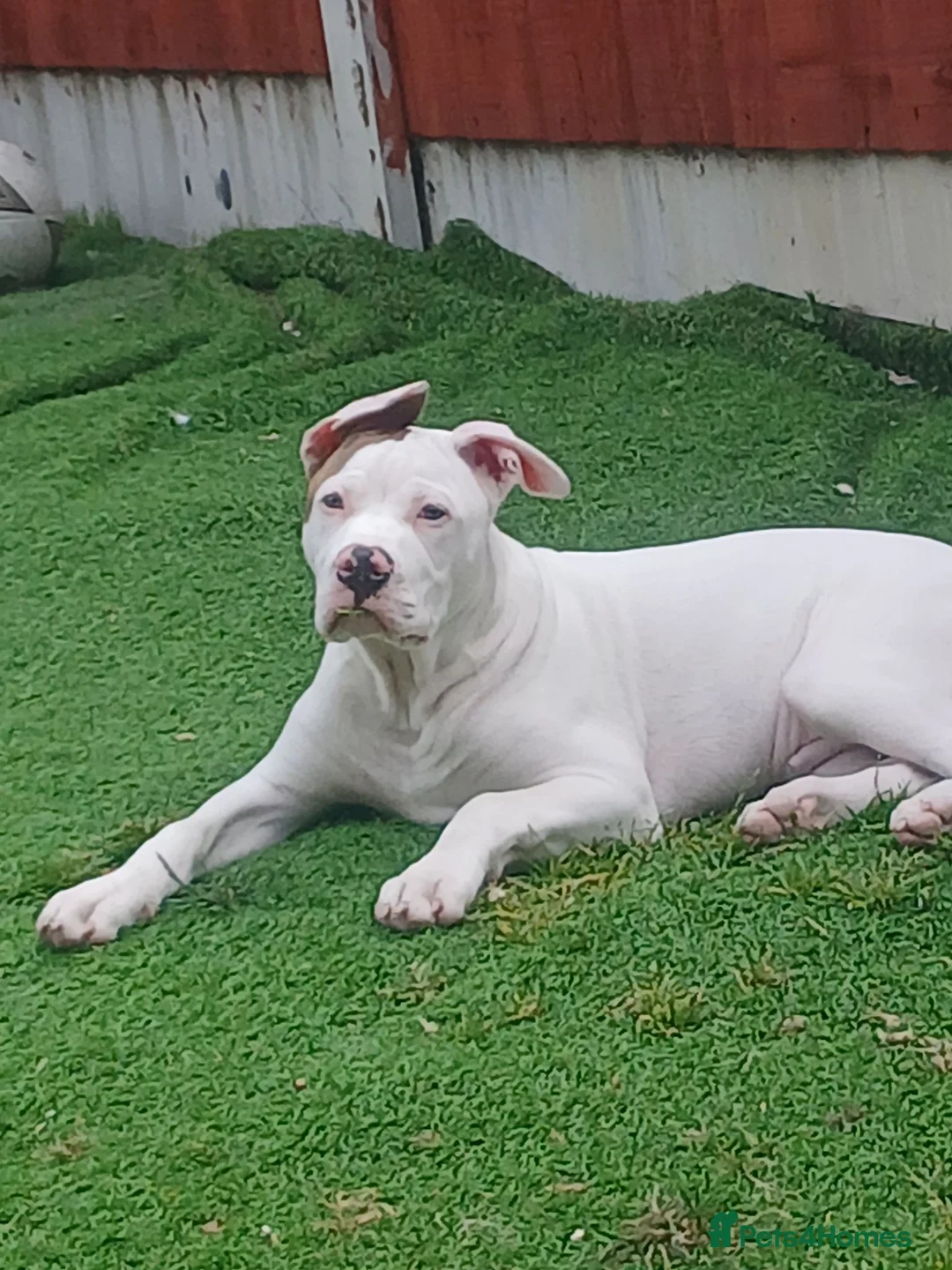 American Bulldog dogs for sale: American bulldog puppy in Barnsley - Advert 2
