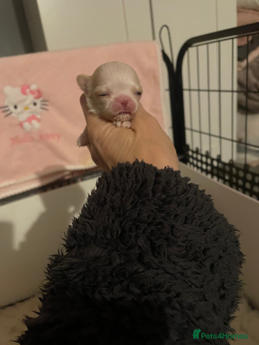 Chihuahua dogs for sale: Gorgeous , tiny Longcoat Boy Kc 🌟🌟🌟🌟🌟 - Advert 6