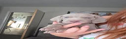 Weimaraner dogs for sale: Champion bloodline silver weimaraner puppies  - Advert 2