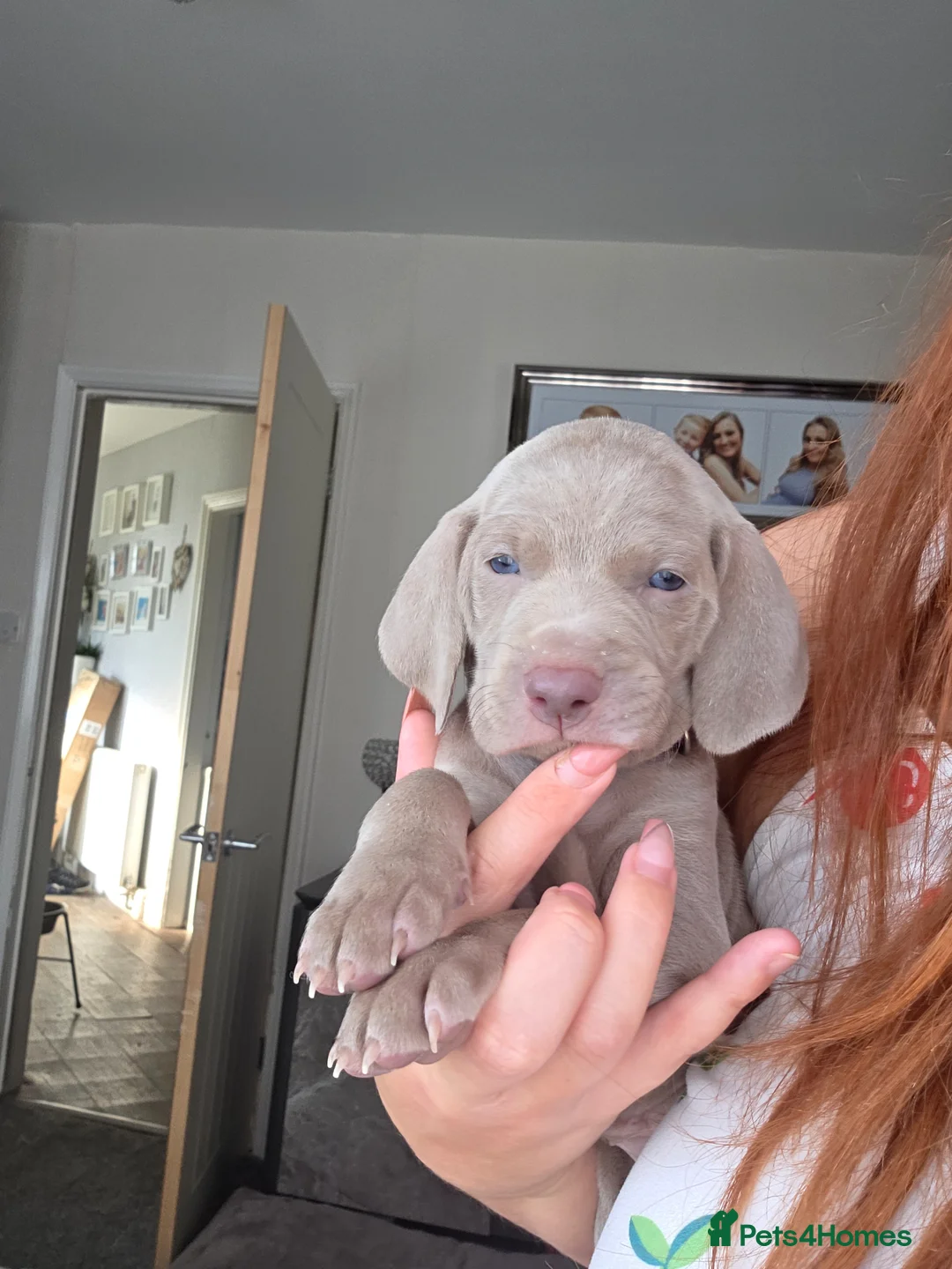 Weimaraner dogs for sale: Champion bloodline silver weimaraner puppies  - Advert 2