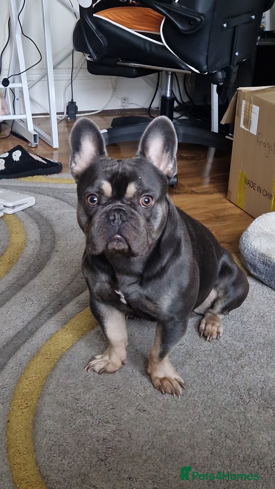 French Bulldog dogs for sale: 2 year old full breed French Bull boy - Advert 1