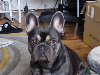 French Bulldog dogs 2 year old full breed French Bull boy - Advert 1