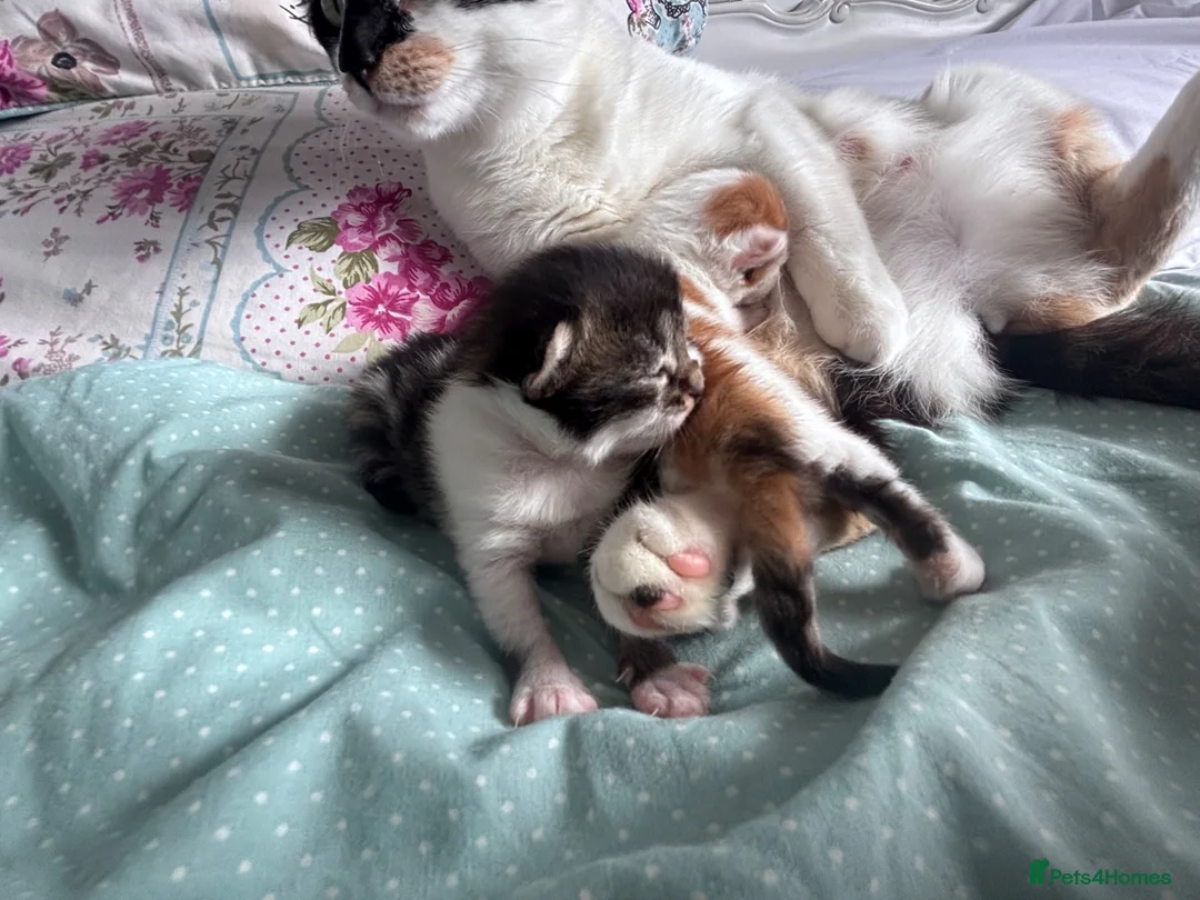 Mixed Breed cats for sale: Girl kittens - Advert 2