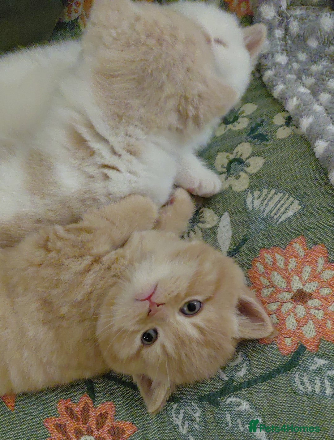 British Shorthair cats for sale: British shorthair kittens - Advert 5