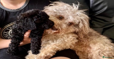 Cavapoo dogs - Advert 4