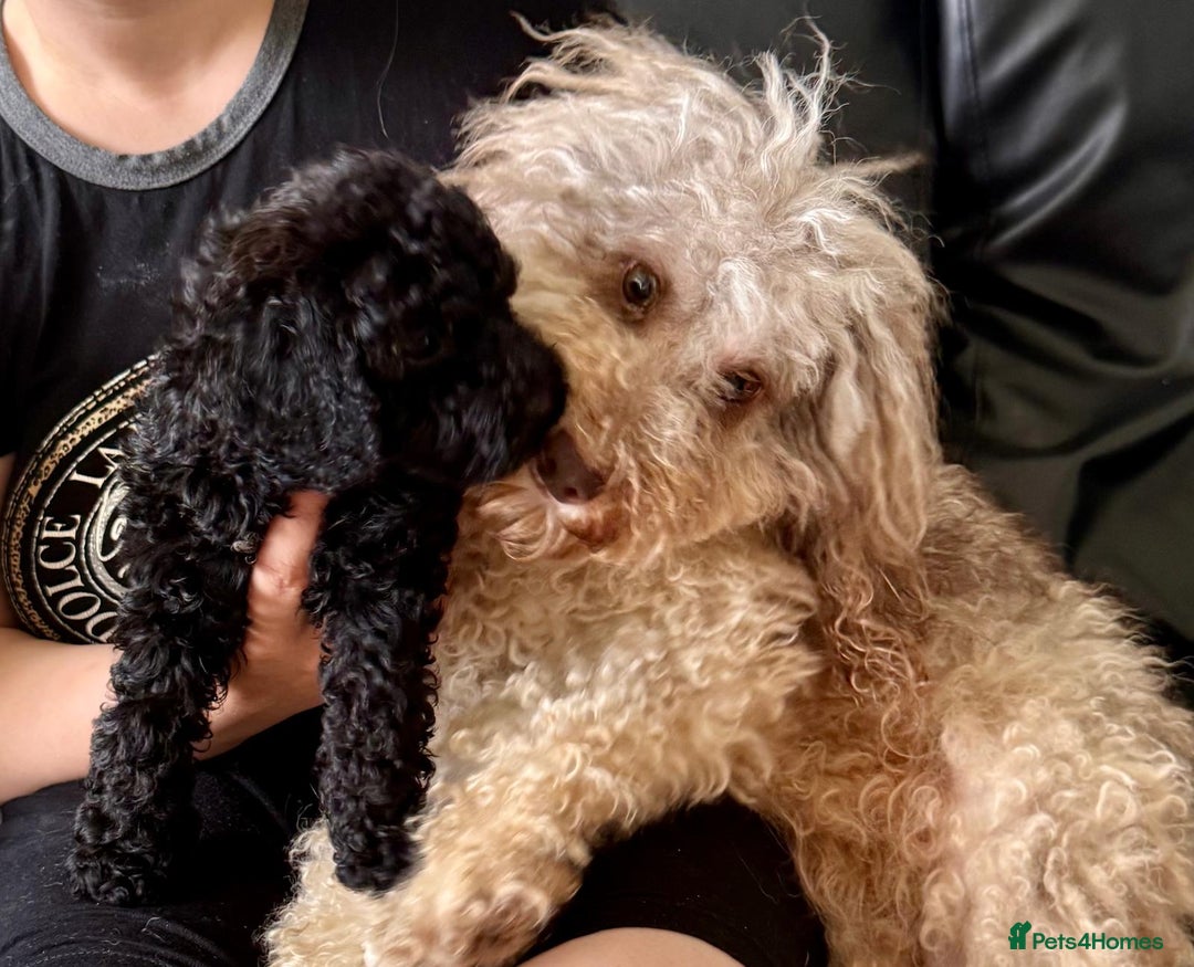 Cavapoo dogs for sale: TINY CAVAPOO BABIES - Image 4