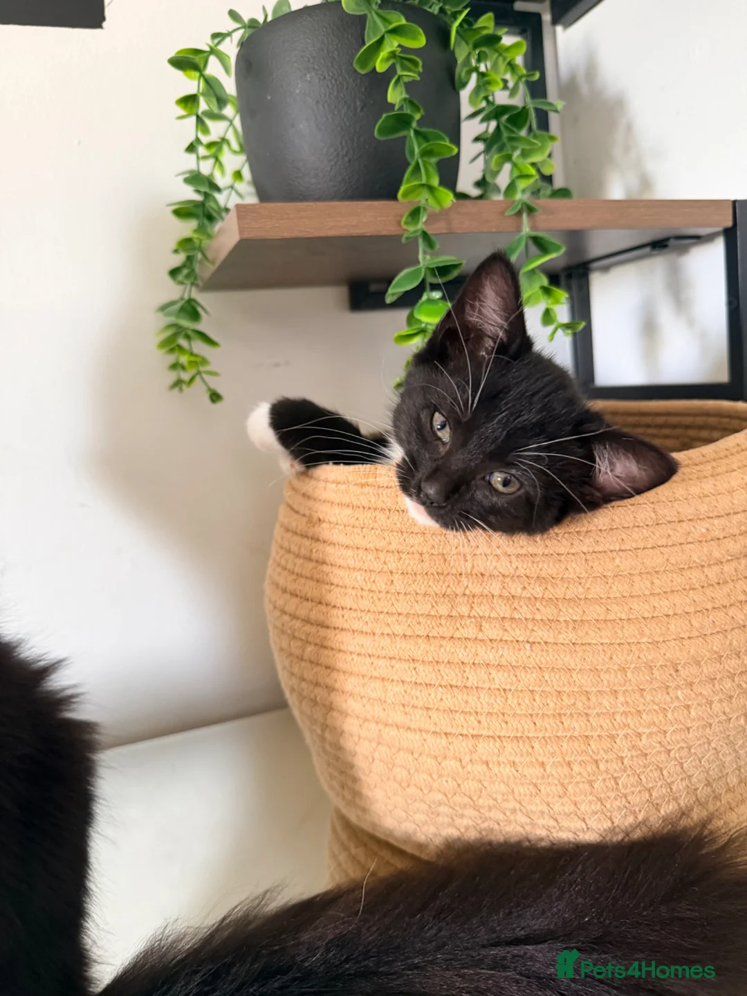 Maine Coon cats for sale: Mainecoon X Bombay X Tabby - Advert 2