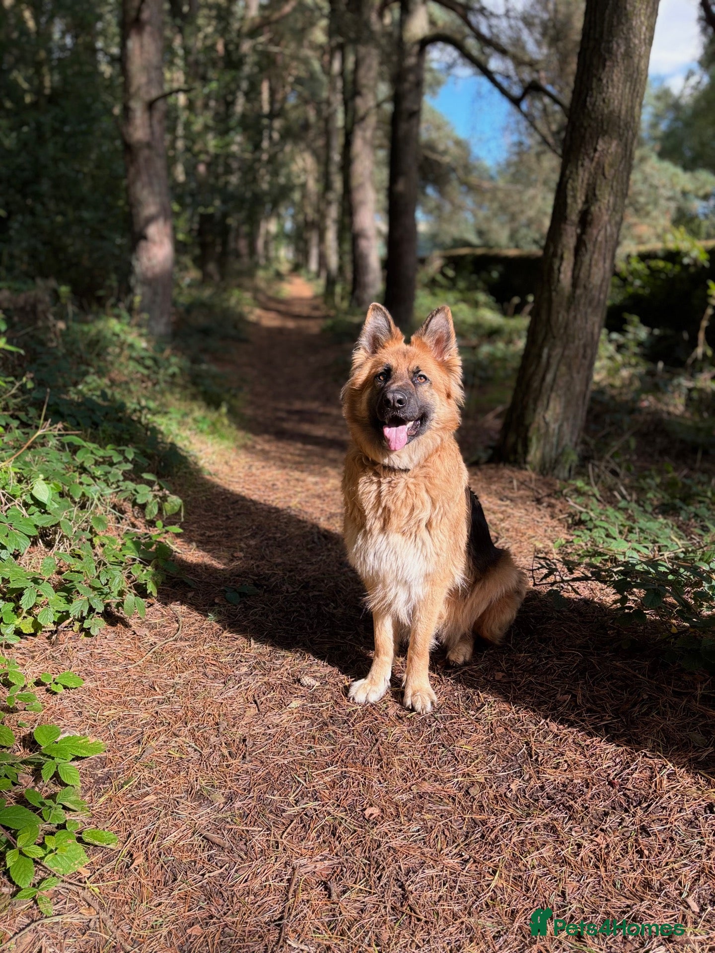 German Shepherd dogs for sale: Female German Shepherd  - Advert 5
