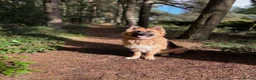 German Shepherd dogs for sale: Female German Shepherd  in Halifax - Advert 1