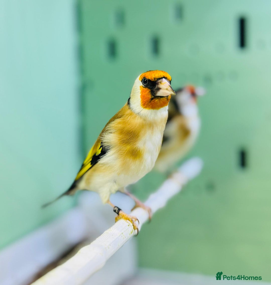 Finches birds for sale: Siberian goldfinches  - Advert 7