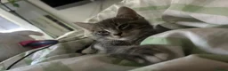 Mixed Breed cats for sale: Two Tabby Sisters *READY NOW* - Advert 5