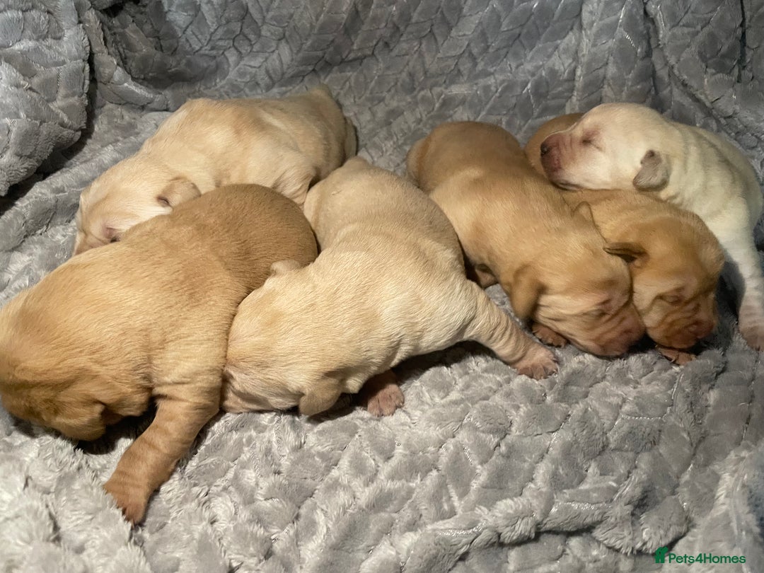 Labrador Retriever dogs for sale: Labrador pups full pedigree ready 22nd Dec - Image 6