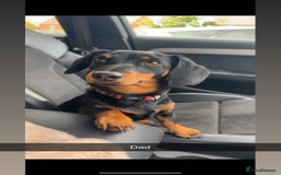 Mixed Breed dogs for sale: Miniature dachshund cross  - Image 8