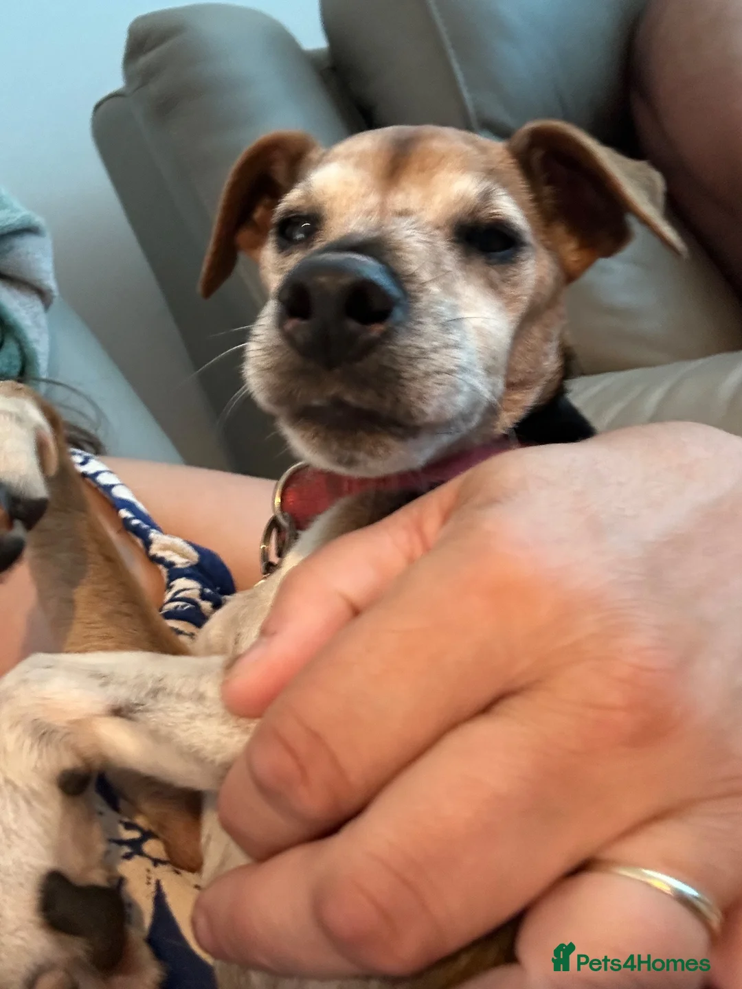 Mixed Breed dogs for sale: (Pippa) Looking for a Retirement Home - Advert 2