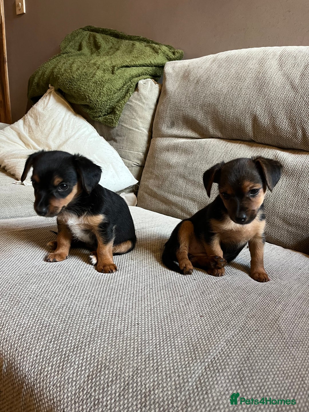 Jack Russell dogs for sale: Jack Russell puppies for sale - Advert 18