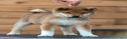 Japanese Shiba Inu dogs for sale: Quality Japanese shiba inu  - Advert 4