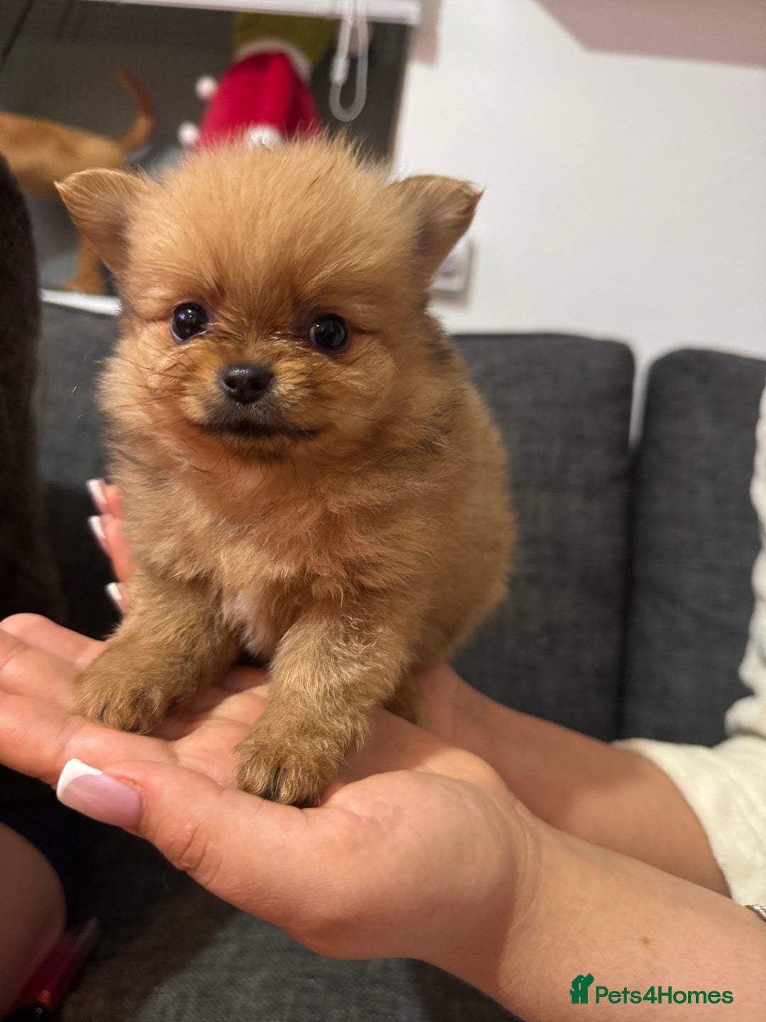 Pomchi dogs for sale: Pomeranian puppy’s  - Advert 17
