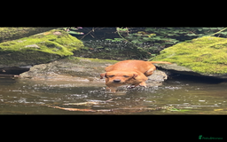 Labrador Retriever dogs for stud: fox Red extensively health tested 0-0 hips in Swansea - Image 1