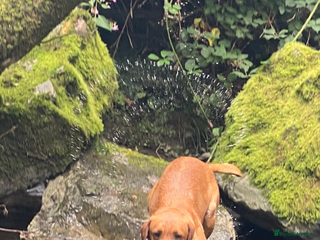 Labrador Retriever dogs fox Red extensively health tested 0-0 hips in Swansea - Advert 8