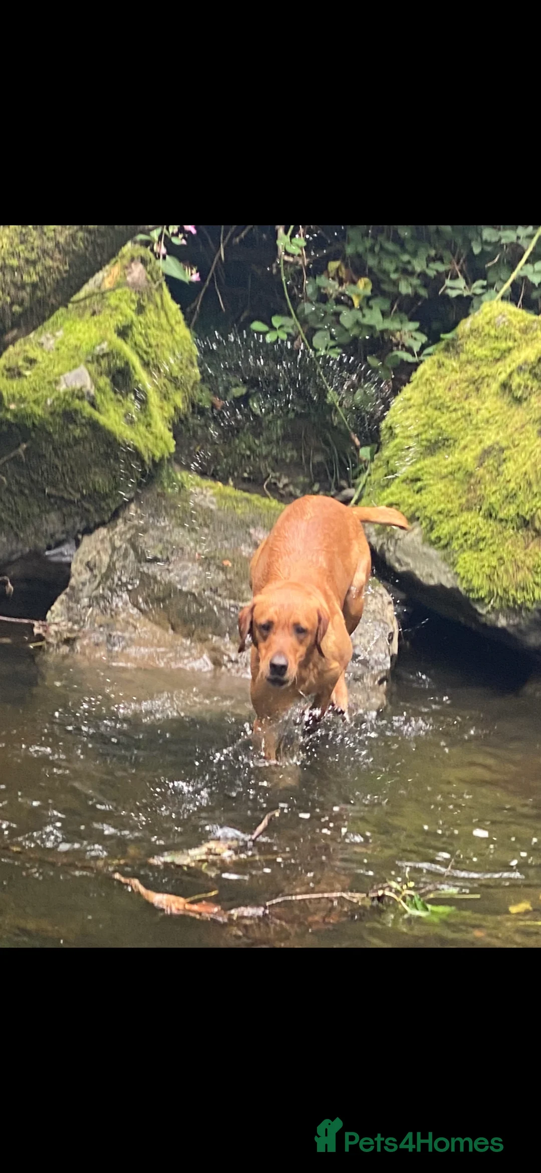Labrador Retriever dogs for stud: fox Red extensively health tested 0-0 hips in Swansea - Advert 1