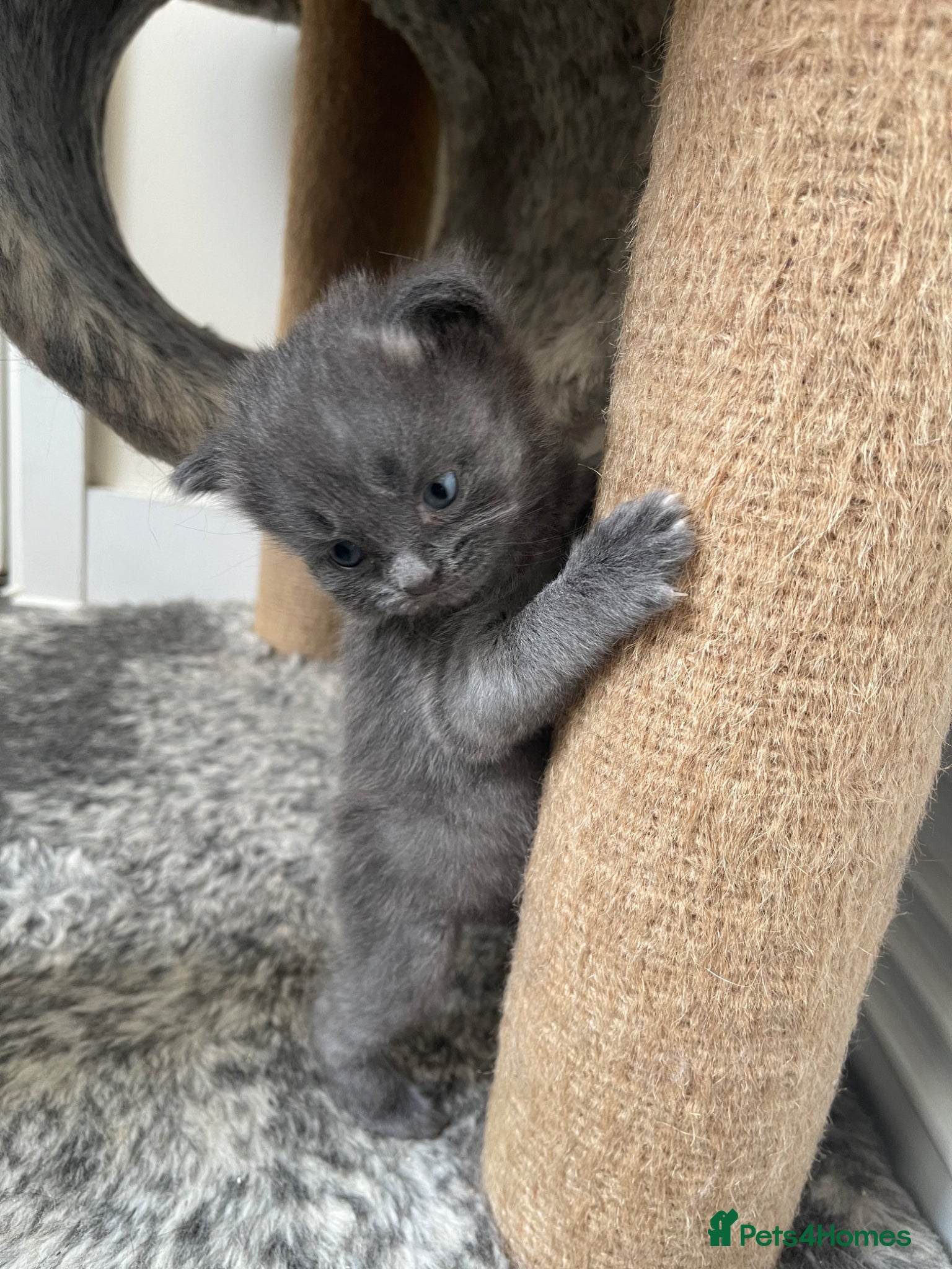 Mixed Breed cats Grey Kittens For Sale - Advert 3