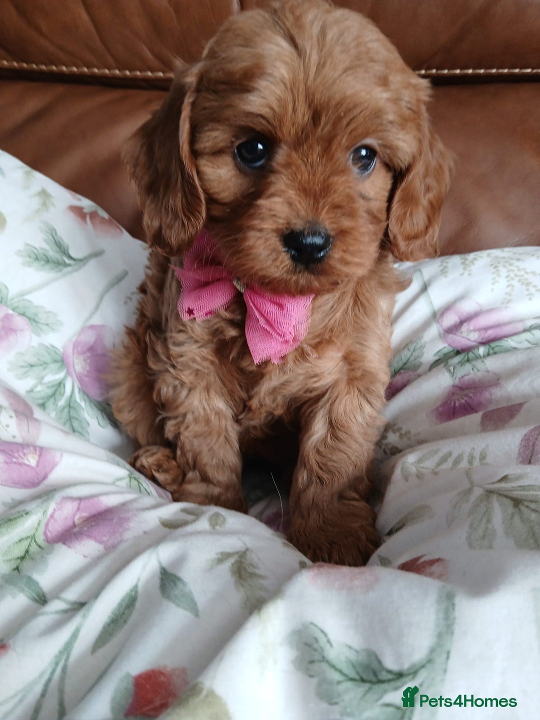 Cavapoo dogs for sale: Cavapoo puppies for sale - Image 8
