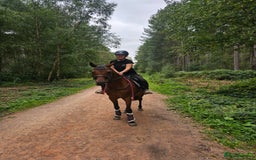 Arabian horse horses for sale: 67% stunning part arab mare prolific in hand - Image 3