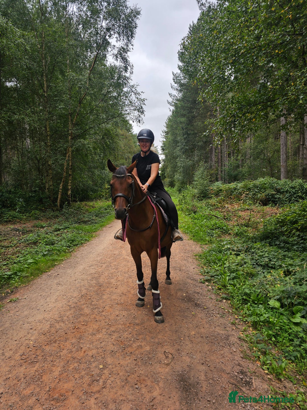 Arabian horse horses for sale: 67% stunning part arab mare prolific in hand - Image 3