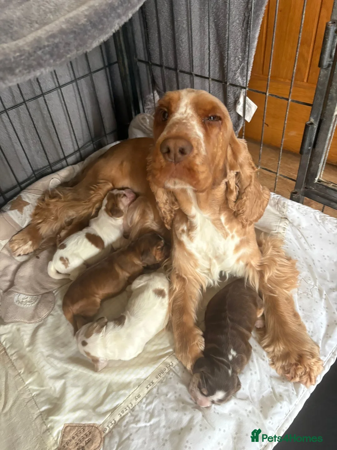 Cocker Spaniel dogs for sale: Show cocker spaniel puppy - Advert 2