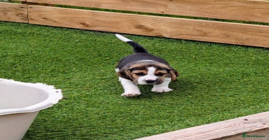 Beagle dogs - Advert 6