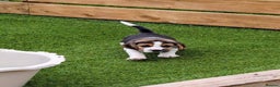 Beagle dogs for sale: Champion Show Line Beagle Puppies - Advert 6