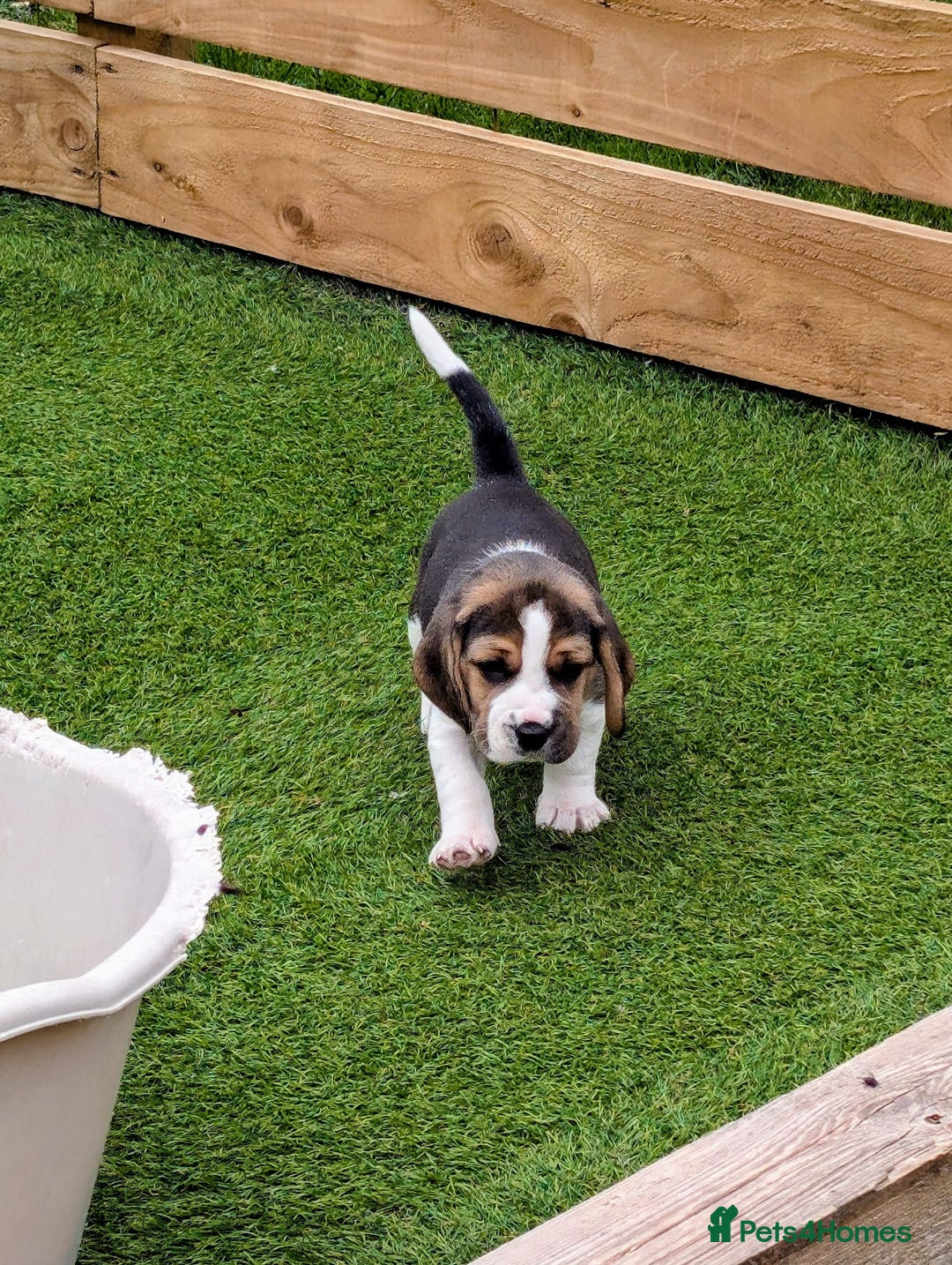 Beagle dogs for sale: Champion Show Line Beagle Puppies - Image 6