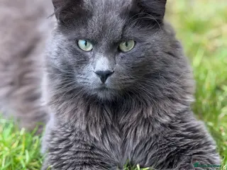 Nebelung cats Meet Prinze - Advert 2