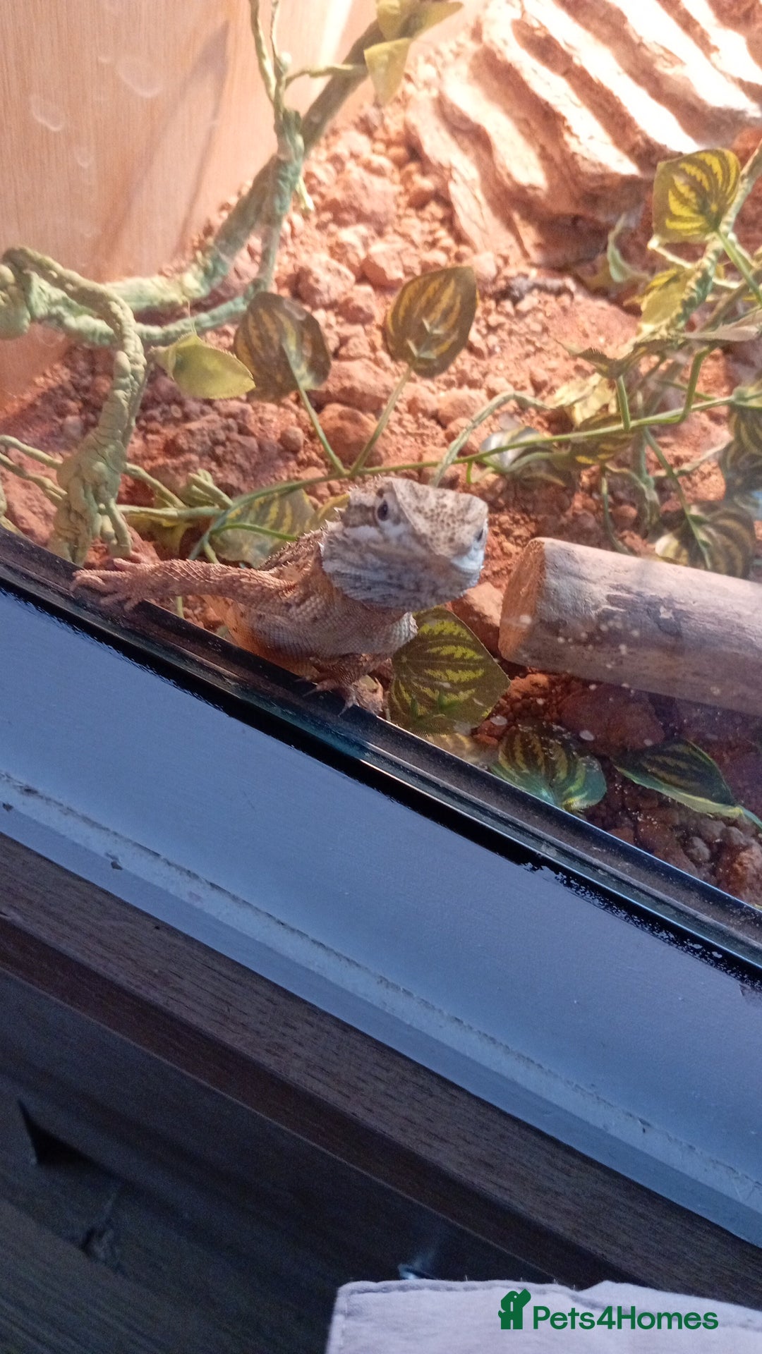 Bearded Dragon reptiles for sale: Stunning young dragons.  - Image 7