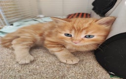 British Shorthair cats for sale: two kittens for sale - Image 5