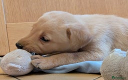 Labrador Retriever dogs for sale: Stunning litter of Labrador retriever pups  - Advert 18