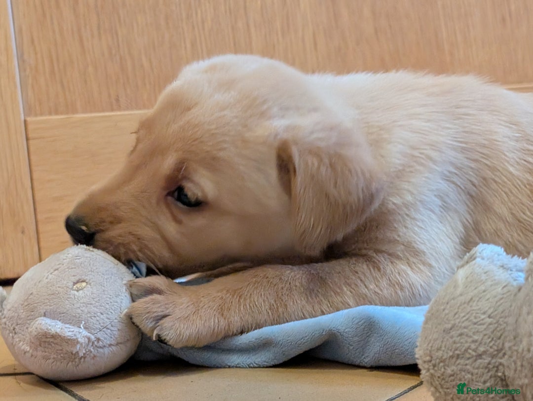Labrador Retriever dogs for sale: Stunning litter of Labrador retriever pups  - Advert 18