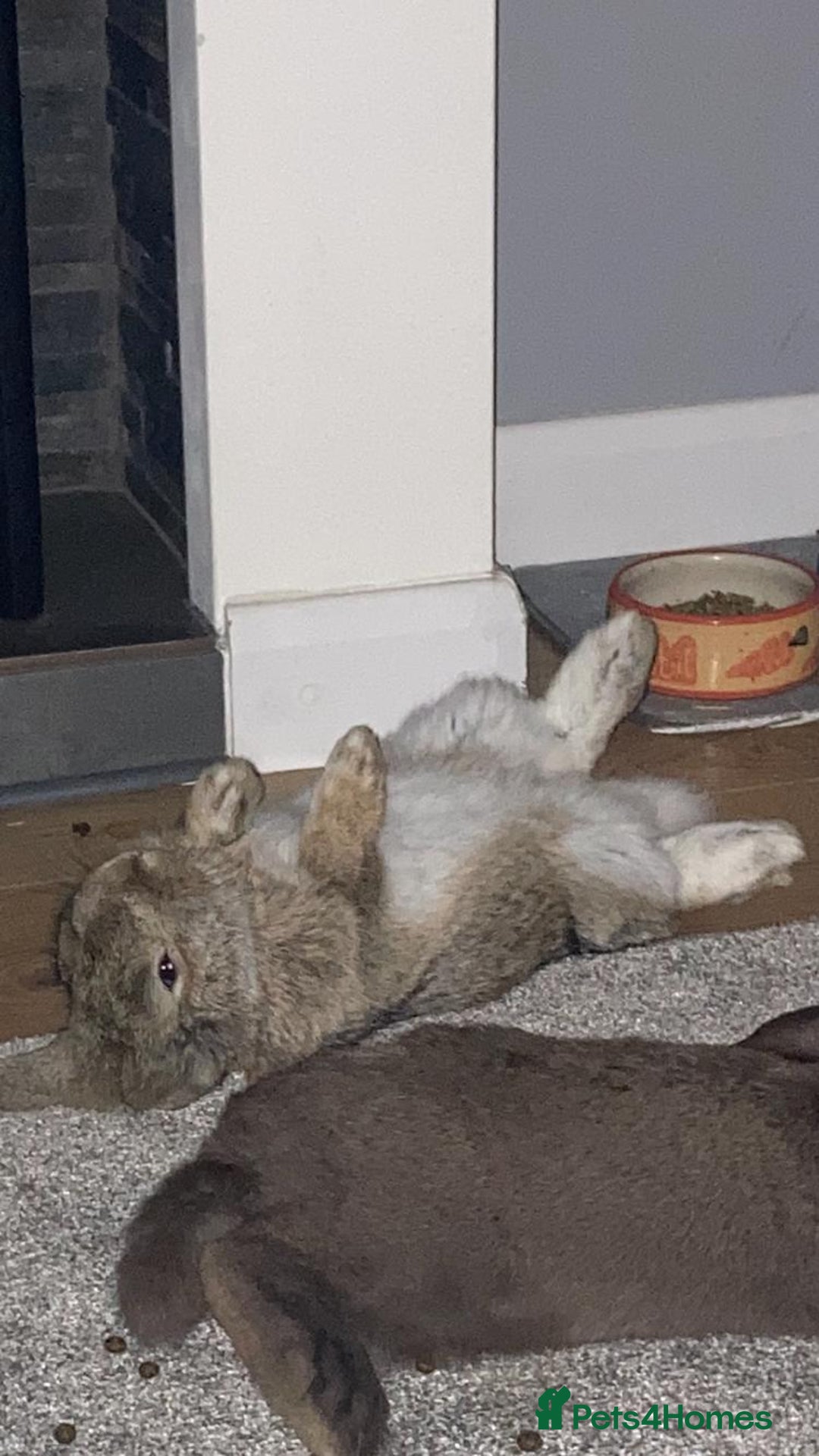 Mini Lop rabbits for sale: Neville - Image 6