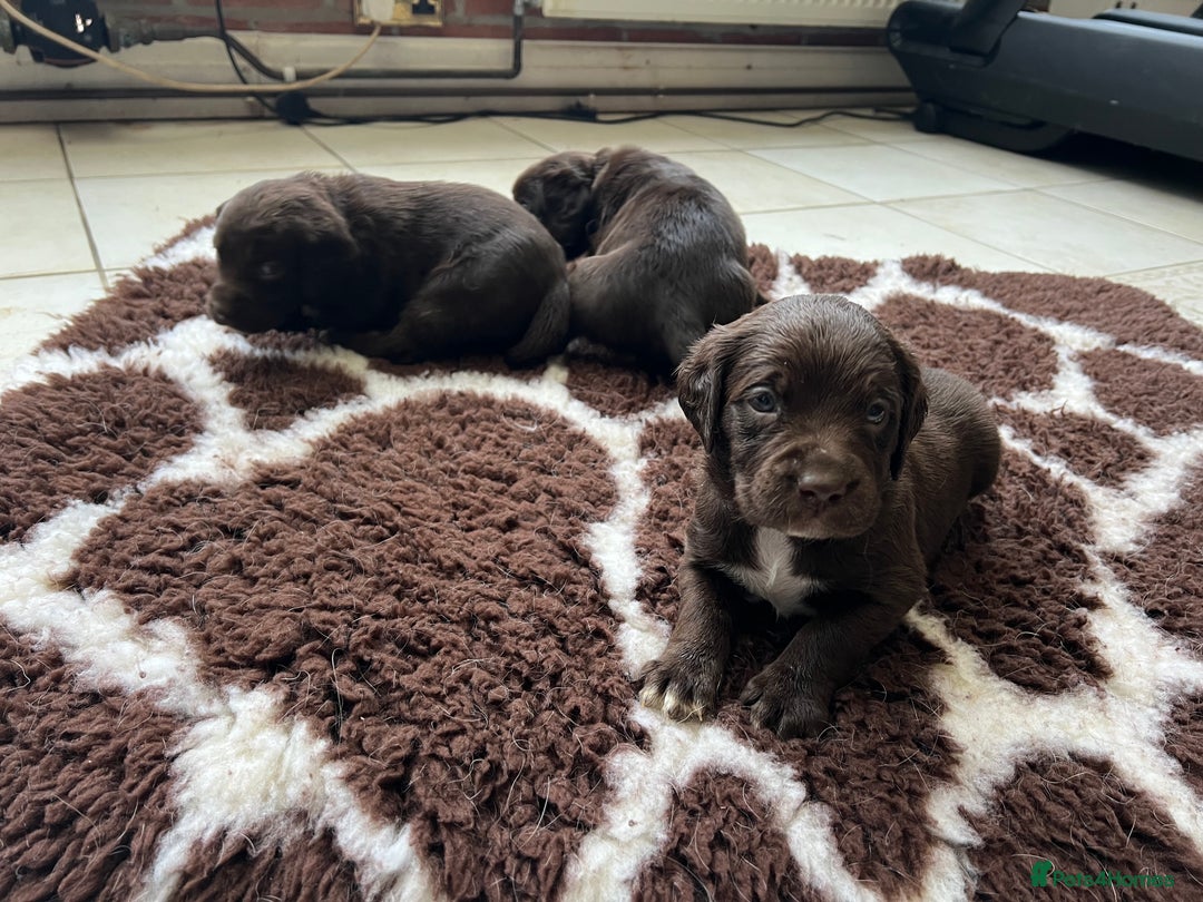 Springador dogs for sale: Quality Springadors: Health Tested, Working Lines - Advert 14