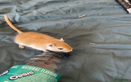 Gerbil rodents for sale: PLEASE HELP RECSUE MY GERBILE - Image 2