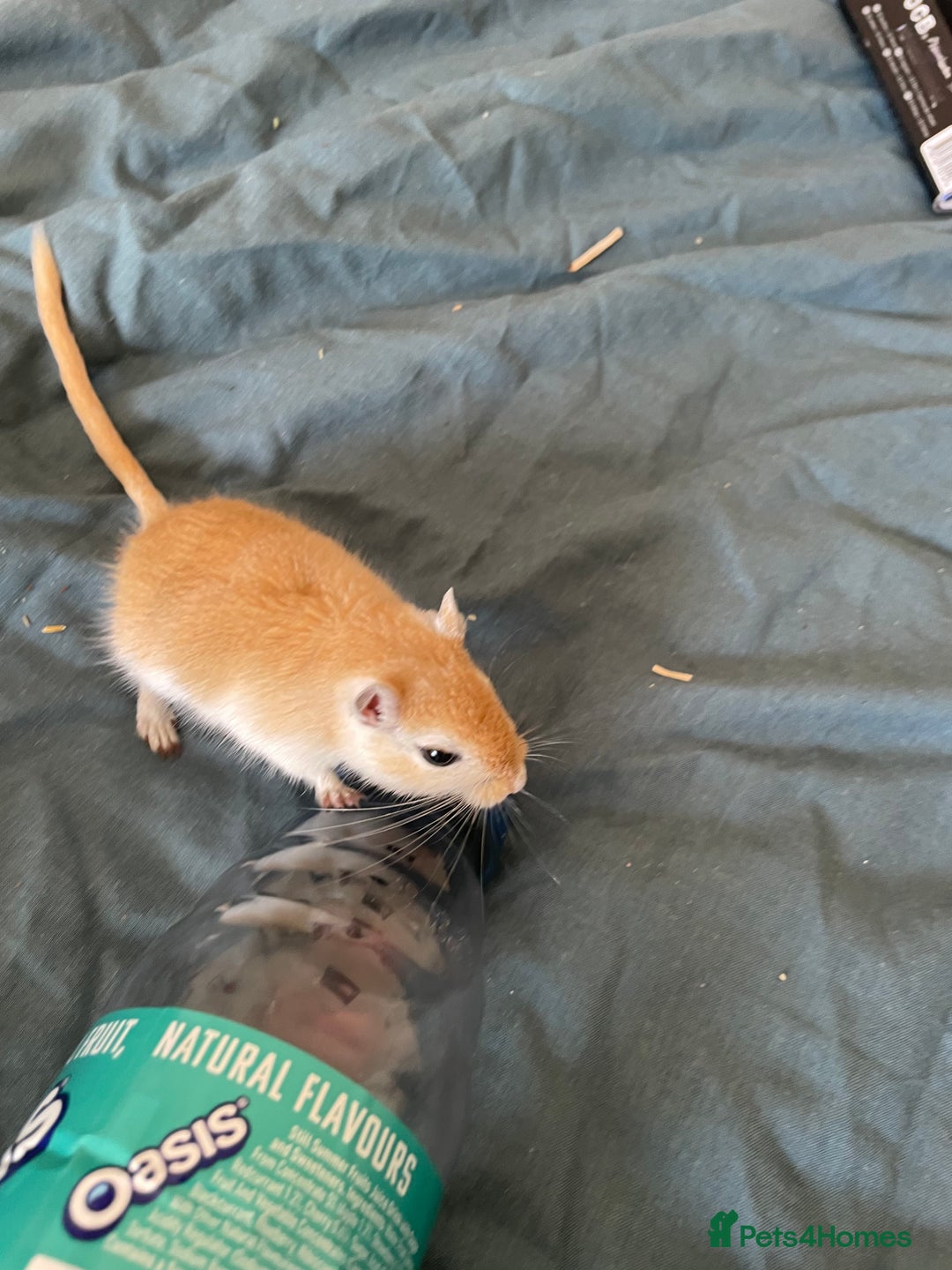 Gerbil rodents for sale: PLEASE HELP RECSUE MY GERBILE - Image 2