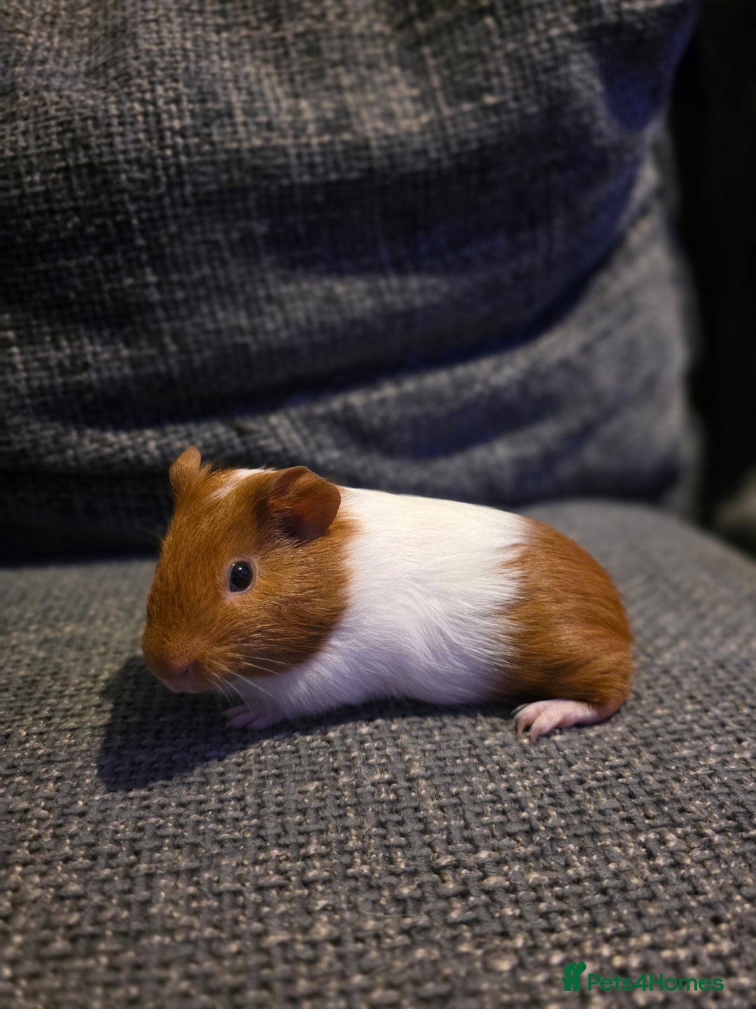 Guinea Pig rodents for sale: Boar/male guinea pigs in Weymouth - Advert 11