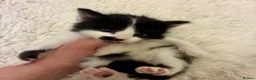 Turkish Angora cats for sale: Turkish angora kitten  - Advert 26